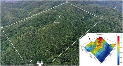 Arbuscular mycorrhizal and ectomycorrhizal plants together shape seedling diversity in a subtropical forest